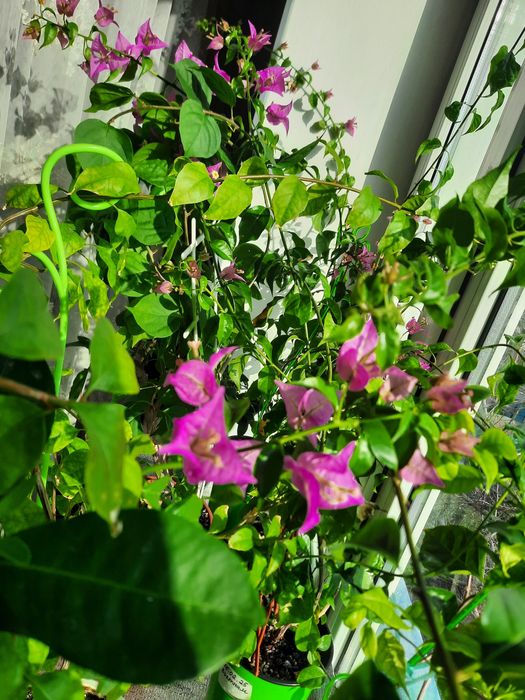 Продам цветущую бугенвиллию