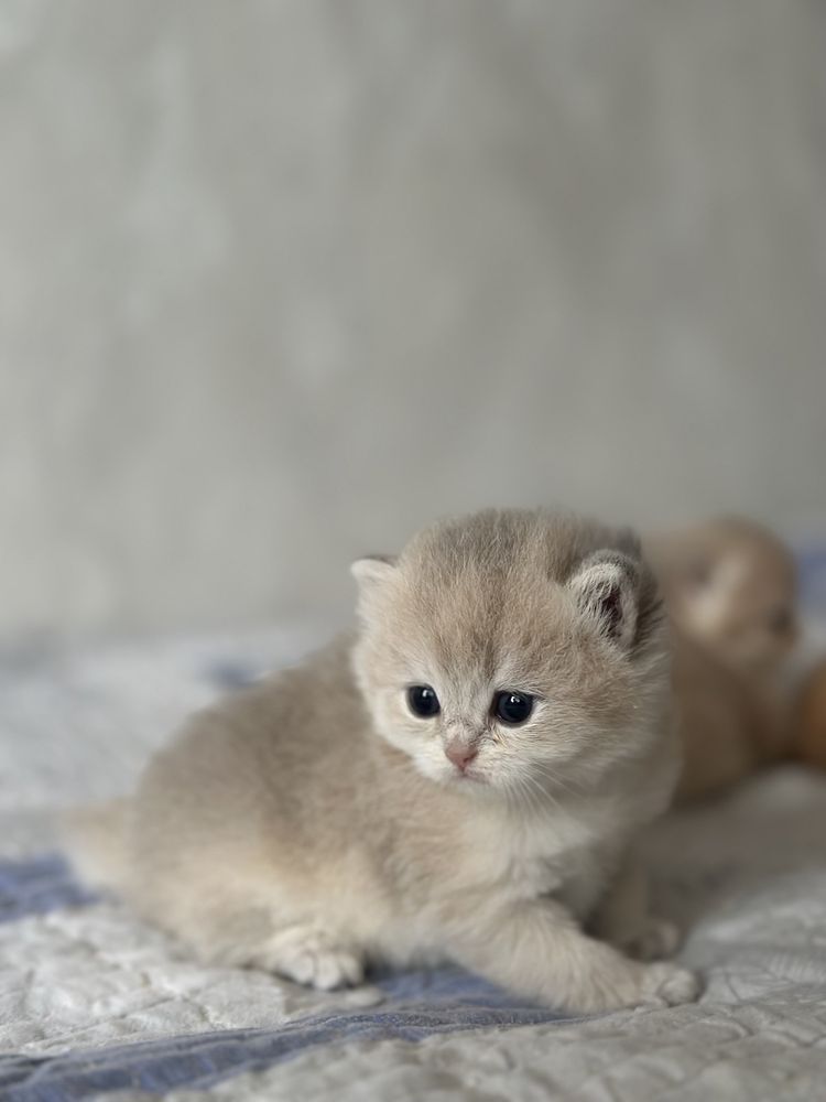 Котята британской золотой шиншиллы