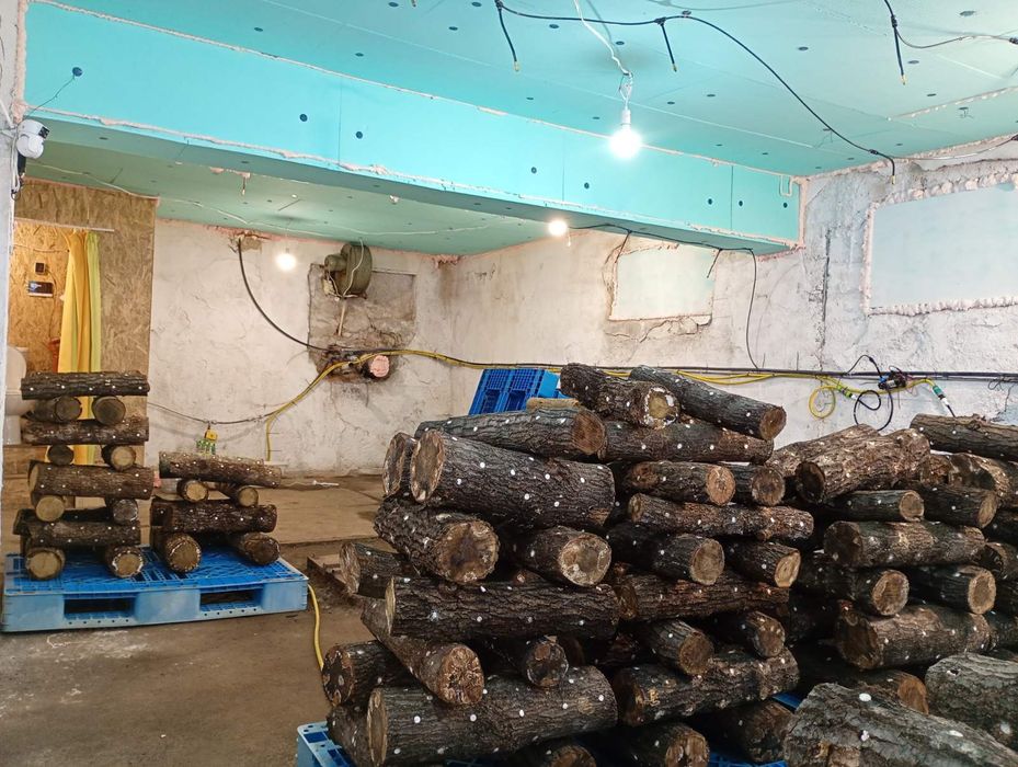 Продавам бизнес за отглеждане на гъби шийтаке