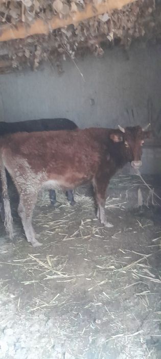 Ғунажин сотилади 13 млн