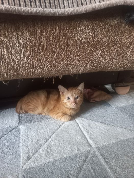Отдам котенка рыжего окраса