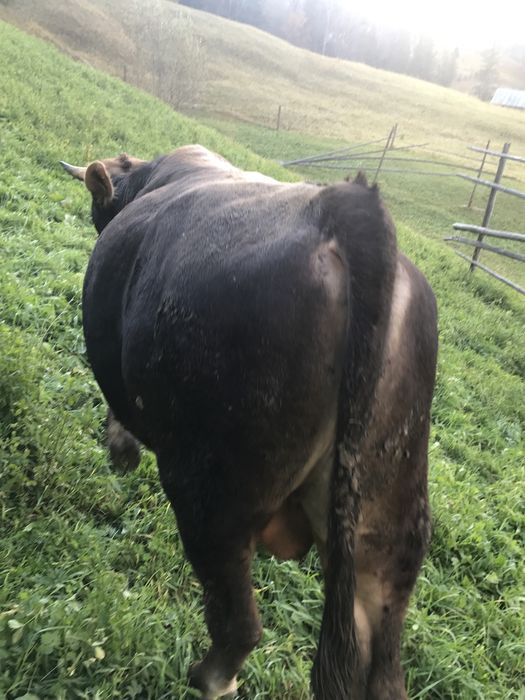 Taur brun de vanzare