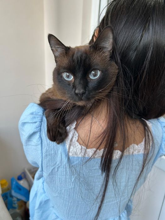Сиамский котик ищет дом