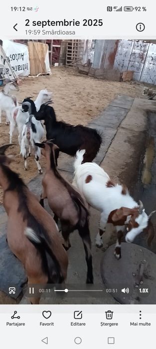 iede tinere din capre bune de lapte