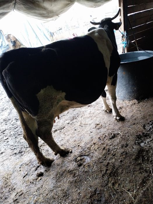 Vând vaca de abator sau de tinut