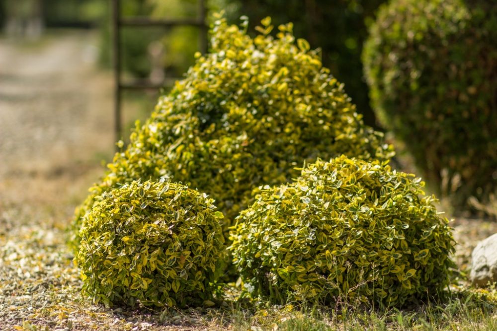 Pepiniera Arbori Ornamentali ( Tuia, Gard viu)