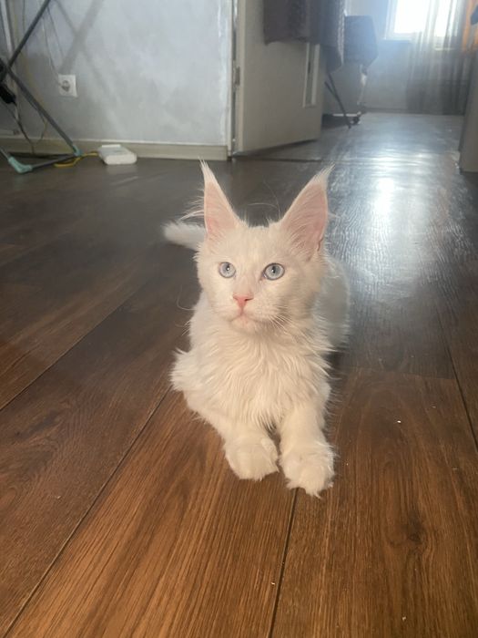 Белый голубоглазый Мейн кун