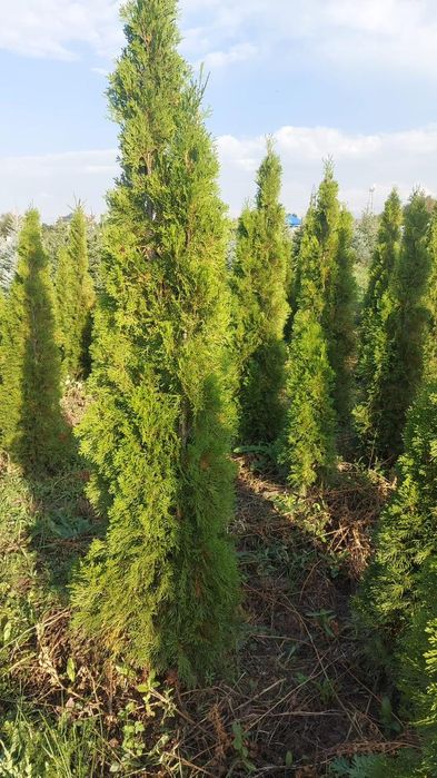 Сортовые туи,ели продам алматы !Весь посадочный материал адаптированны