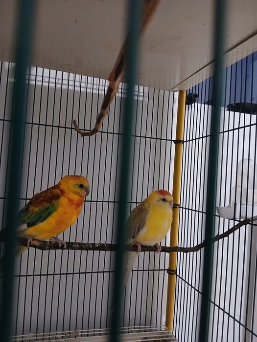 Papagali, cantatori si nimfe