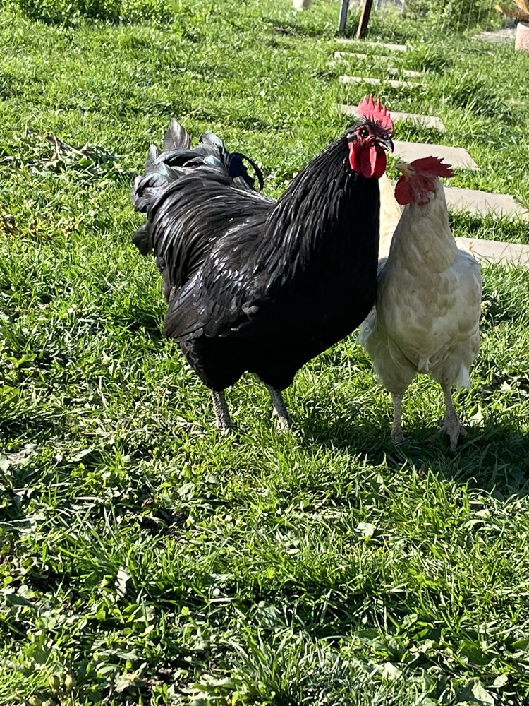 Vand cocos rasa Australop,1 jumate