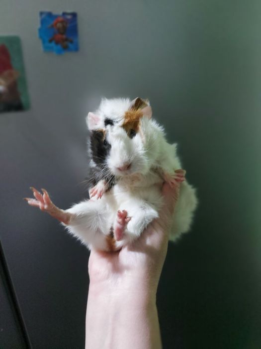 Продаётся морская свинка