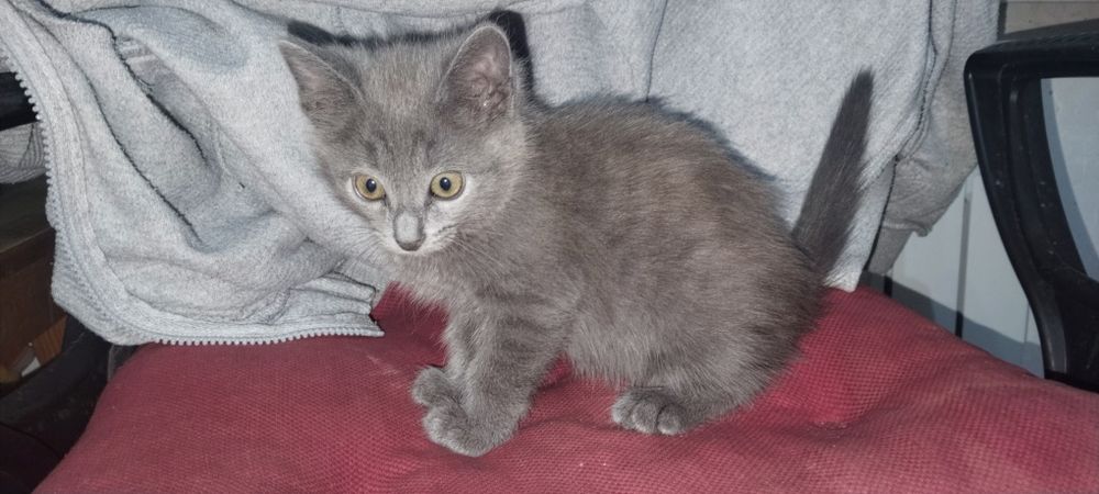 Котята, кошки,коты