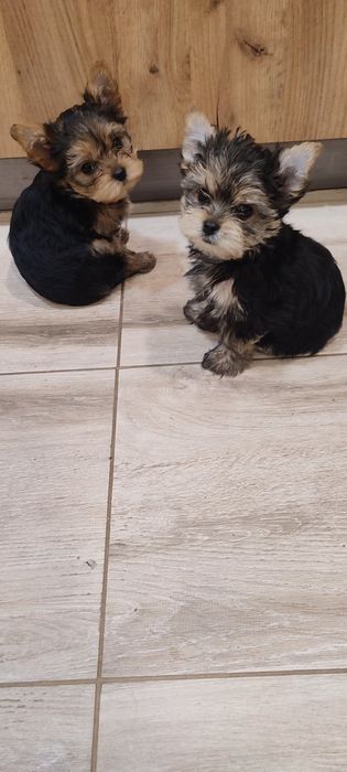 Йорки. Прекрасни представители на породата