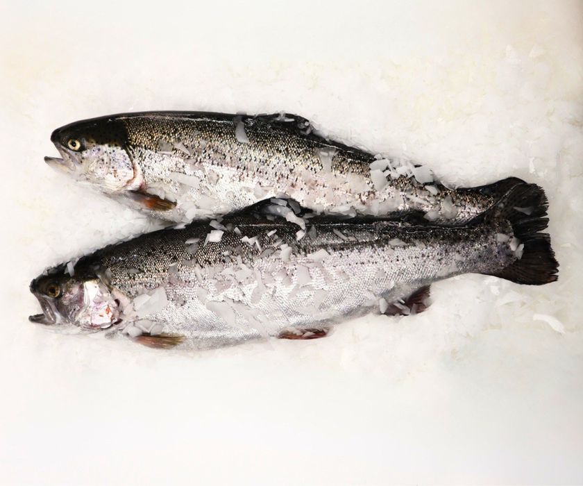 Охлаждённая форель