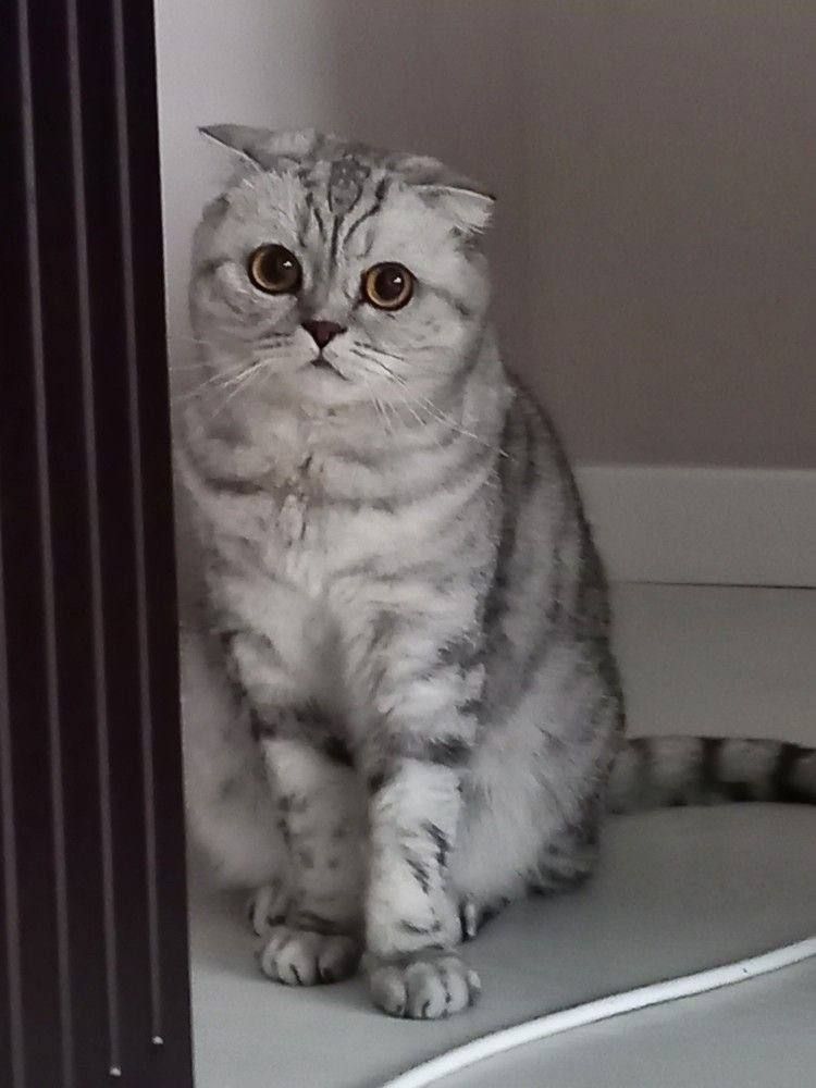 Продаются котята