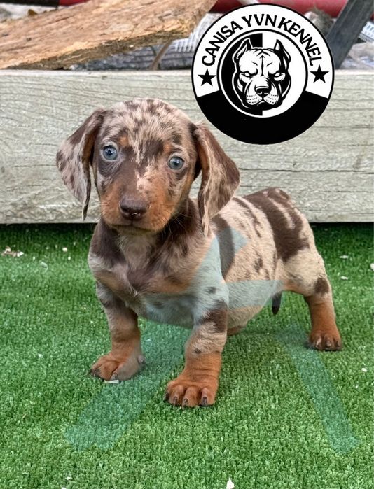 Mascul teckel miny cioco merle