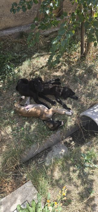 Продам щенков порода Тазы