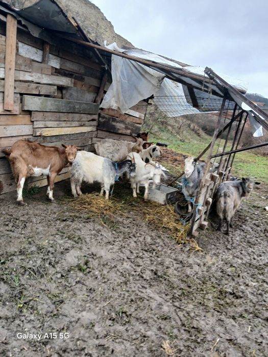 Vând 5 capre și un țap