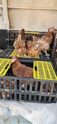Продавам кокошки носачки ломан браун за яйца на 12 месеца