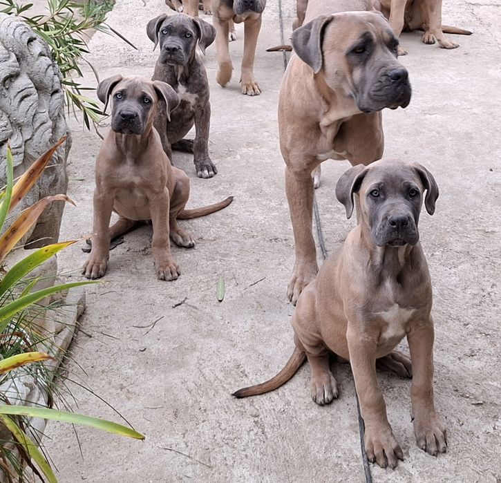 Кане корсо кученца