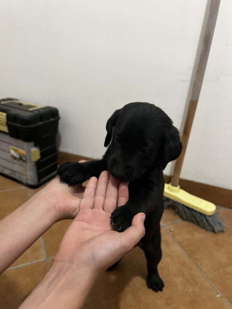 Donez Piu de Labrador