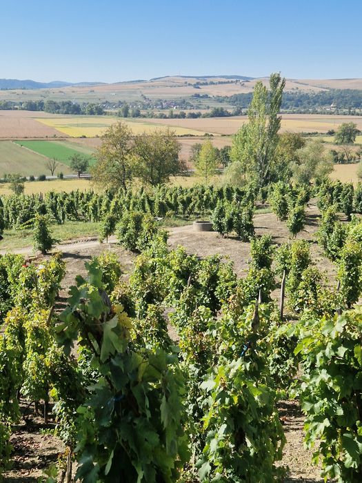 Struguri pentru vịn de la Târnava