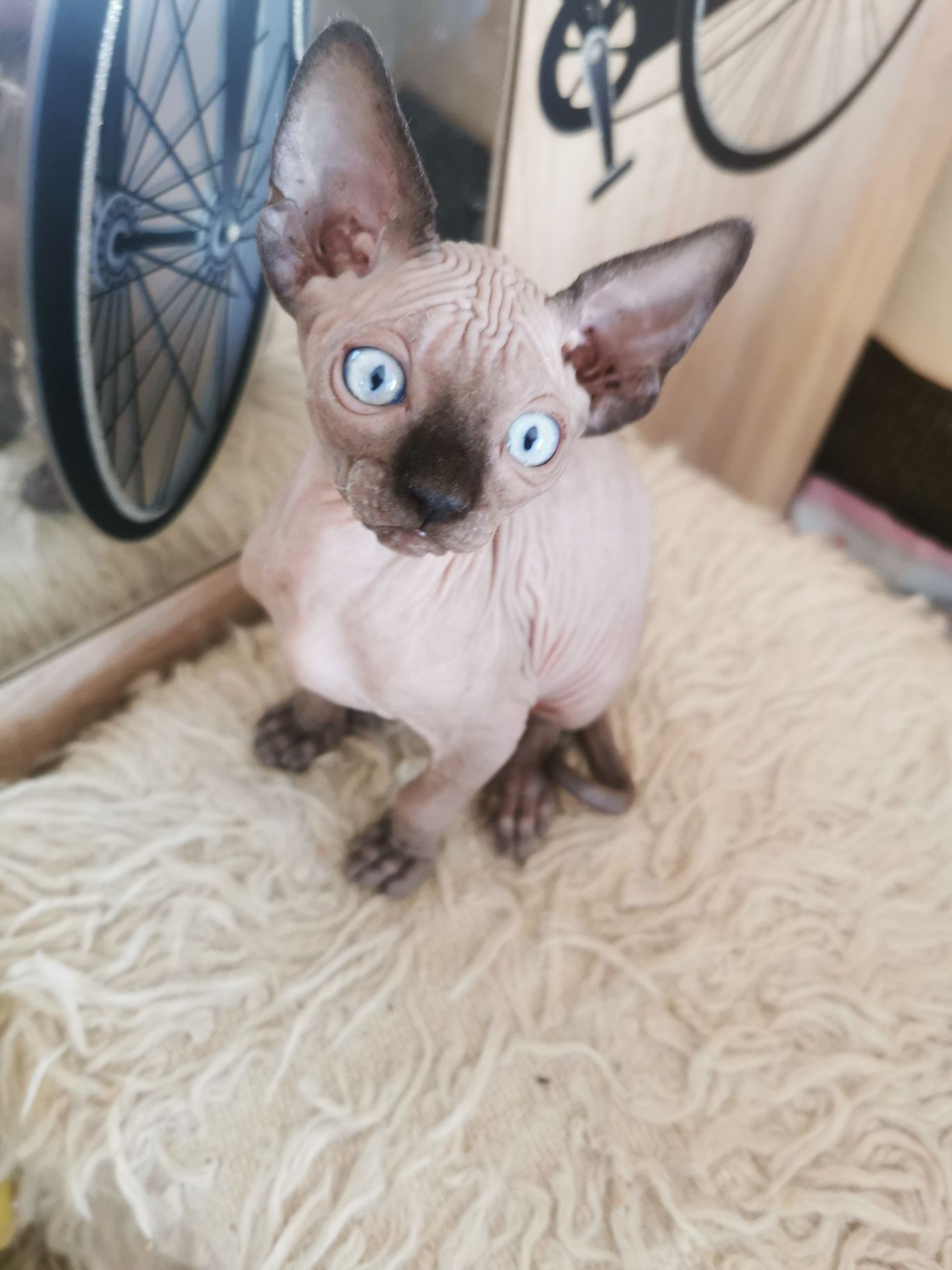 Котета Канадски СФИНКС