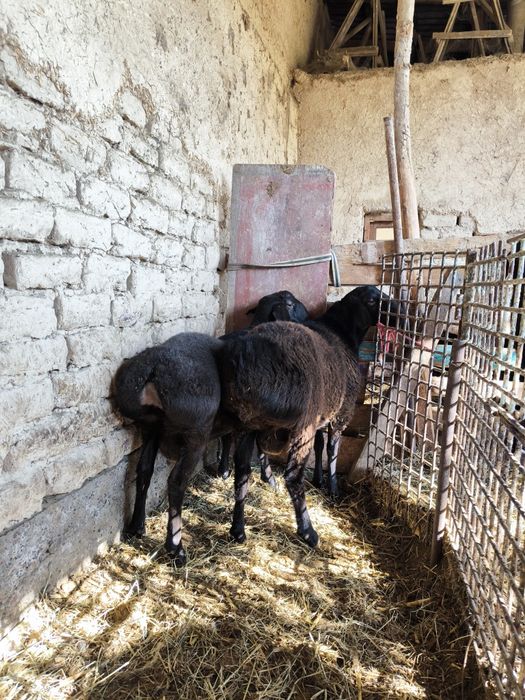 Qo'chqorlar sotiladi  Куй сотилади