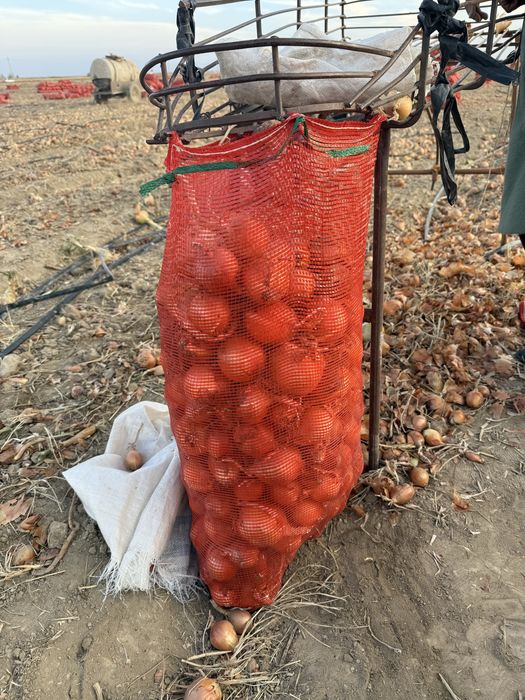 Лук Манас F1, Пандеро F1