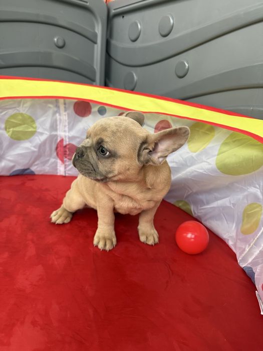 Bulldog Francez Lilac Fawn 3 luni