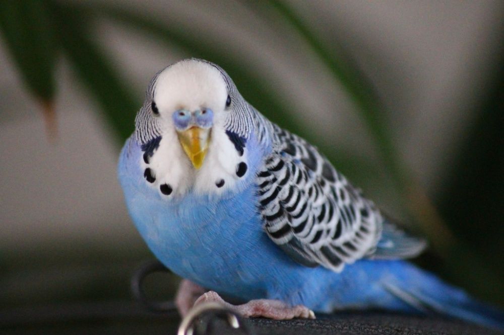 Волнистый попугай - синего цвета попугайчик