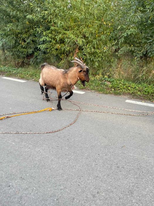 Vand țap alpin francez