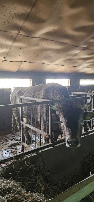 Бык Алатау породистый