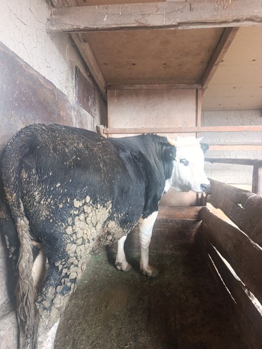 2 жасар байлау бұқа