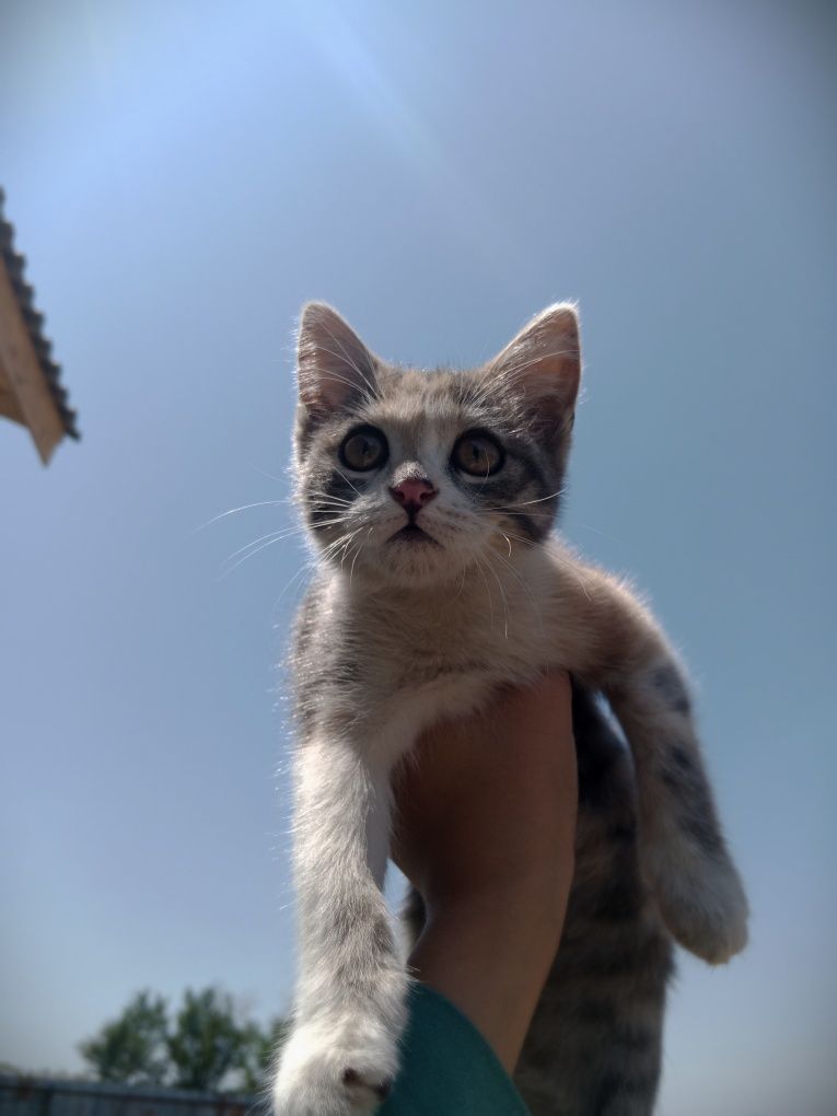 Отдам кошку девочка