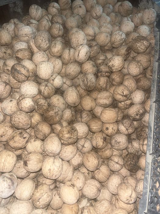 Продам грецкий орех