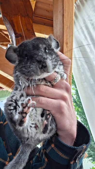 Chinchilla cu tot cu cusca