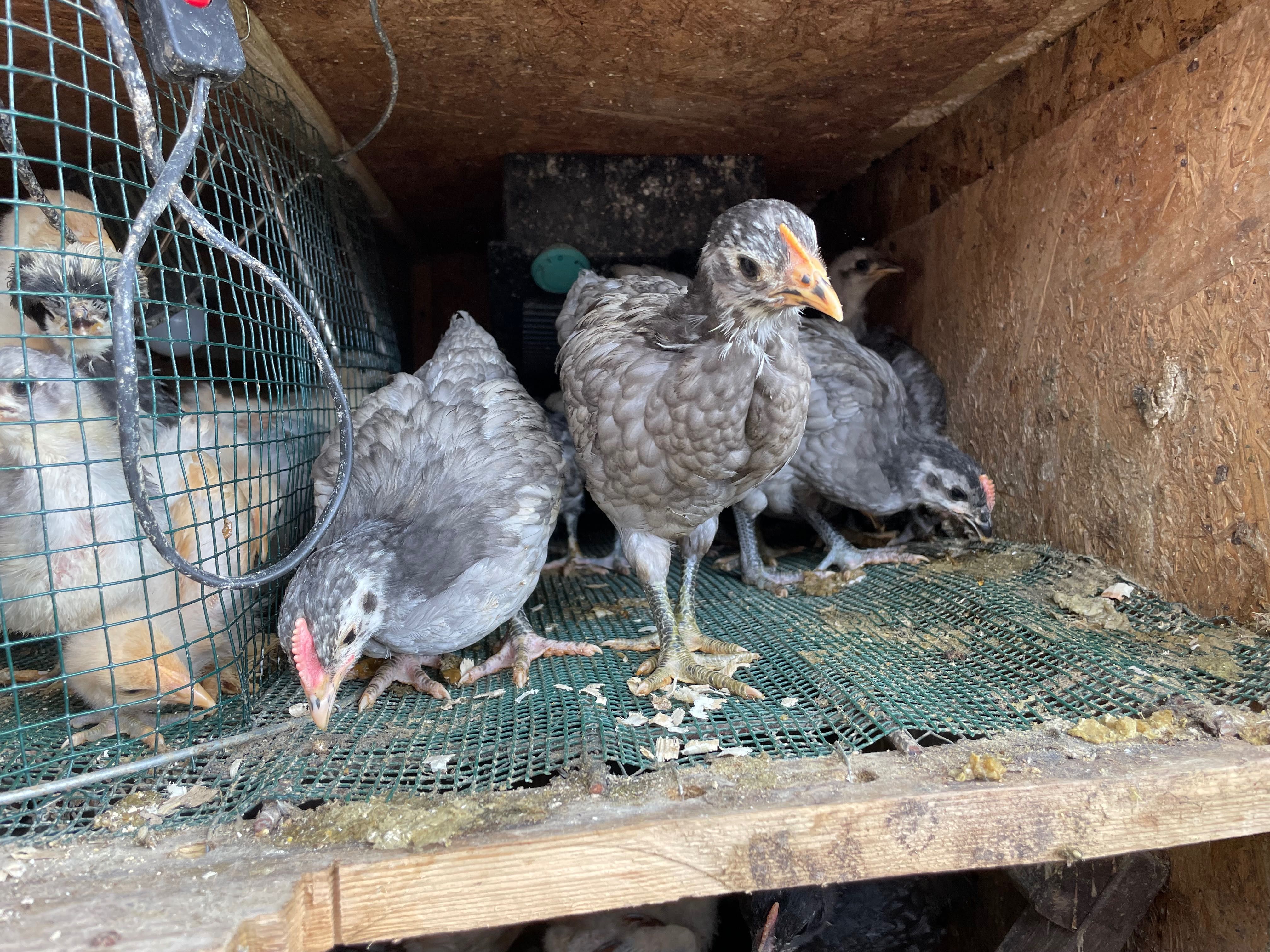 Australorp albastru pui  de două luni din găini foarte ouătoare