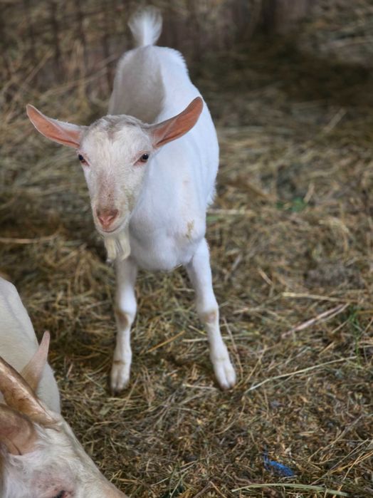 Țap Sannen ciut genetic