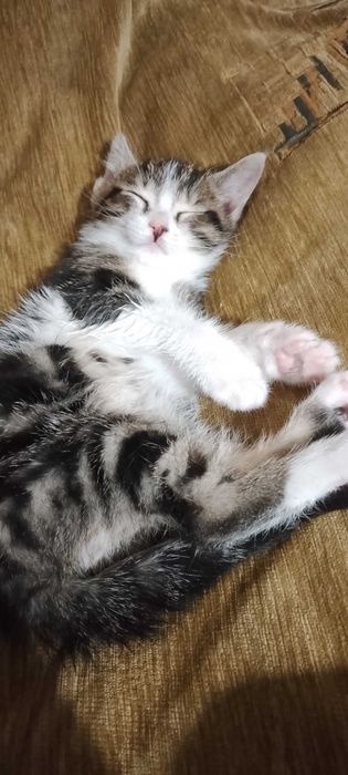 Срочно отдам котенка