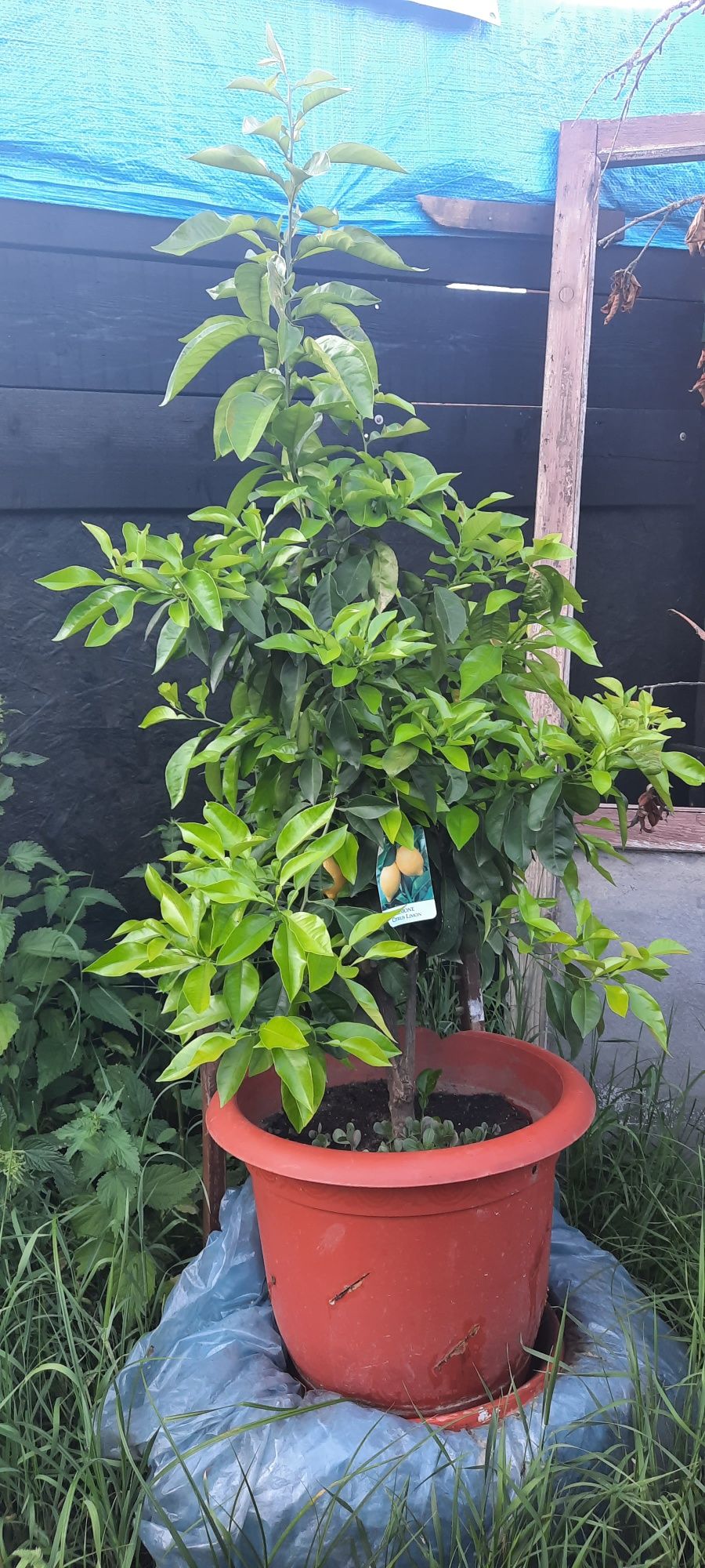 Lamai altoit (pom fructifer), anul 4, în ghiveci mare.