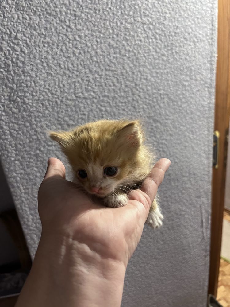 Котята Бесплатно