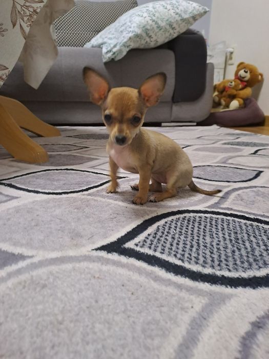 МИНИ Пинчерчета.