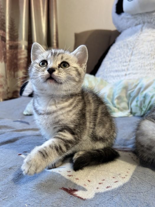 Продам котенка шотландец, скоттиш страйт