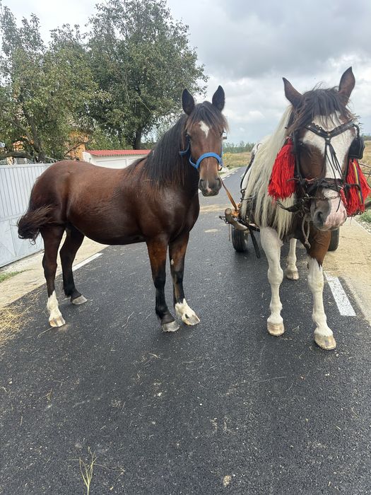 Vand sau schimb 2 iepe gestante