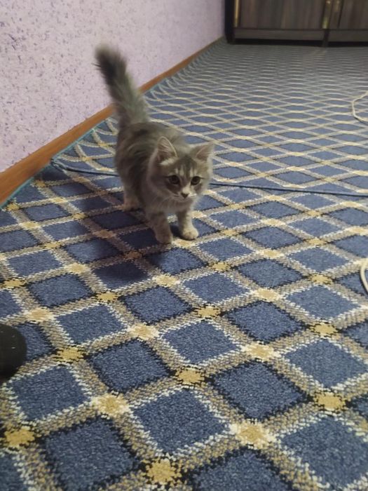 Парода мушук сотилади