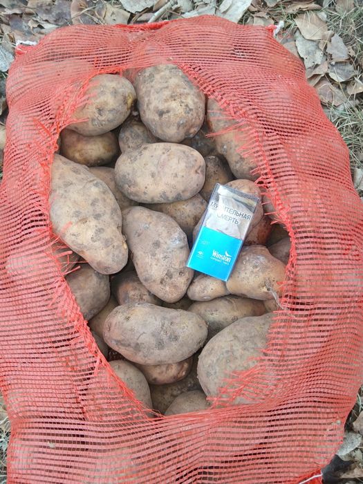 Картофель 2-й  сорт.