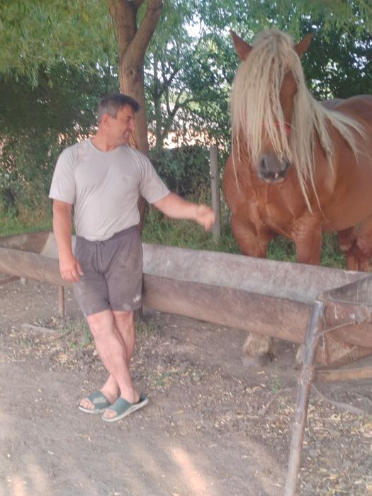 Vând Armăsar monte și cal de un an și șapte luni