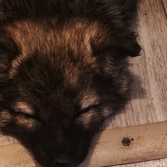 Отдам щенка в хорошие добрые руки