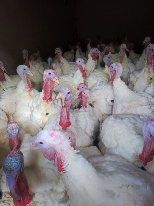 Vând curcani de carne